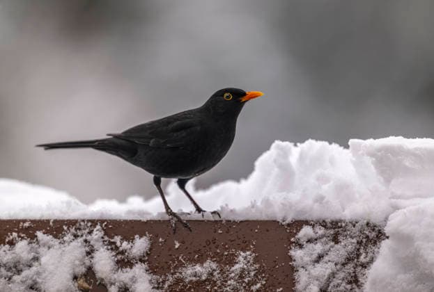 26.02.2026, Winter in Bayern. Bad Wörishofen im Unterallgäu. Ein Amsel-Männchen (Turdus merula) auf dem Balkon an einer Vogeltränke. 26.02.2026, Bad Wörishofen 26.02.2026, Bad Wörishofen