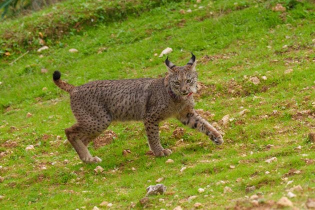 Catalina García and José Carlos Gómez Villamandos released two Iberian lynx in the farm La Matallana in Lora del Río Seville Images of the lynx released today in the farm La Matallana On March 2, 2026 in Lora del Río, Seville Andalusia, Spain The Minister of Sustainability and Environment, Catalina García, together with the Minister of University, Research and Innovation, José Carlos Gómez Villamandos, participated in the release of two specimens of Iberian lynx in the public farm La Matallana, in Lora del Río Seville The event was also attended by the local mayor, Antonio Enamorado, and is part of the conservation and reintroduction program of this emblematic species in Andalusia, which continues to progress successfully in 2026 02 MARCH Copyright: xFranciscoxJ.xOlmox 7332522