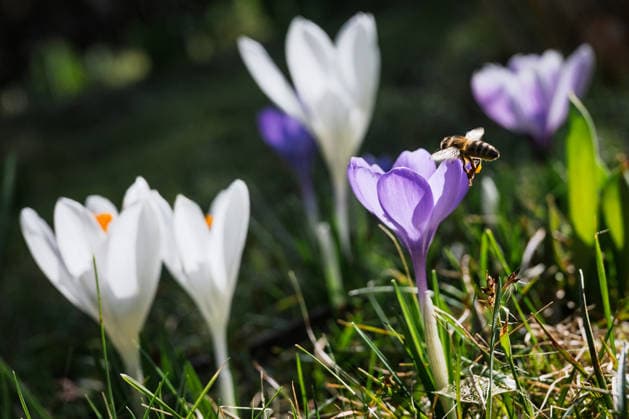 Frühlingserwachen im Norden Deutschlands Oldenburg, Deutschland, 03.03.2026: Eine Honigbiene fliegt eine violette Krokusblüte an. Die Aufnahme steht symbolisch für das Erwachen der Natur im Frühling, die Rolle von Insekten bei der Bestäubung sowie den Start der Vegetationsperiode.