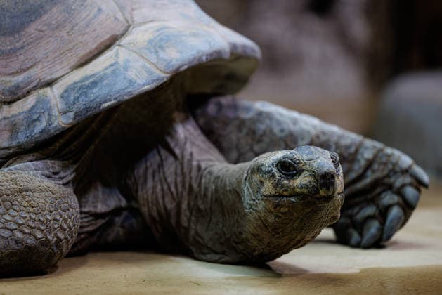 Zoo Osnabrück - Eine Seychellen-Riesenschildkröte (lat. Aldabrachelys gigantea) ist am 03.03.2026 in ihrem Gehege im Tetra-Aquarium im Zoo Osnabrück (Niedersachsen, Deutschland) aktiv. Der Tierpark am Schölerberg hat in den vergangenen zwei Jahrzehnten fast seine gesamte Fläche von rund 23,5 Hektar grundlegend umgestaltet, um eine naturnahe Haltung in großräumigen, geografisch gegliederten Themenwelten zu ermöglichen, auch wenn die Haltung von Wildtieren in Zoos gesellschaftlich weiterhin kritisch und berechtigt diskutiert wird.