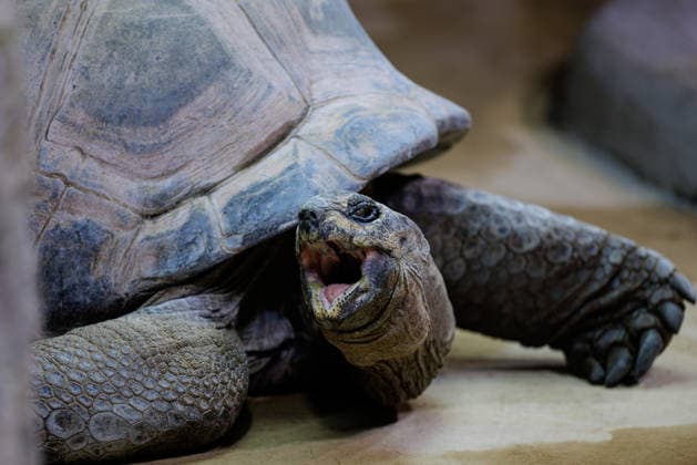 Zoo Osnabrück - Eine Seychellen-Riesenschildkröte (lat. Aldabrachelys gigantea) ist am 03.03.2026 in ihrem Gehege im Tetra-Aquarium im Zoo Osnabrück (Niedersachsen, Deutschland) aktiv. Der Tierpark am Schölerberg hat in den vergangenen zwei Jahrzehnten fast seine gesamte Fläche von rund 23,5 Hektar grundlegend umgestaltet, um eine naturnahe Haltung in großräumigen, geografisch gegliederten Themenwelten zu ermöglichen, auch wenn die Haltung von Wildtieren in Zoos gesellschaftlich weiterhin kritisch und berechtigt diskutiert wird.