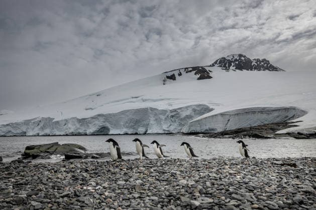 Turkiye s 10th National Antarctic Scientific Expedition has come to an end ANTARCTICA - FEBRUARY 17: Adelie penguins are seen on the glaciers during the Turkiye s 10th National Antarctic Scientific Expedition, which is ongoing under the auspices of the Turkish Presidency, led by the Ministry of Industry and Technology, and coordinated by TUBITAK MAM Polar Research Institute, in Antarctica on February 17, 2026. The team participating in the 10th National Antarctic Scientific Expedition returned home after 37 days. Data from 15 separate projects, ranging from earth sciences and glacier observations to near-space research and aquatic ecosystem studies, will be brought to Turkiye and shared with the international scientific community. Sebnem Co  Copyright: x2026xAnadoluxSebnemxCoskunx
