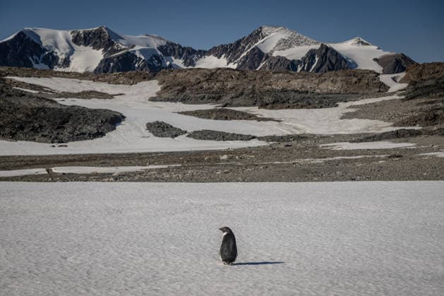 Turkiye s 10th National Antarctic Scientific Expedition has come to an end ANTARCTICA - FEBRUARY 17: An Adelie penguin is seen on the glaciers during the Turkiye s 10th National Antarctic Scientific Expedition, which is ongoing under the auspices of the Turkish Presidency, led by the Ministry of Industry and Technology, and coordinated by TUBITAK MAM Polar Research Institute, in Antarctica on February 17, 2026. The team participating in the 10th National Antarctic Scientific Expedition returned home after 37 days. Data from 15 separate projects, ranging from earth sciences and glacier observations to near-space research and aquatic ecosystem studies, will be brought to Turkiye and shared with the international scientific community. Sebnem C  Copyright: x2026xAnadoluxSebnemxCoskunx