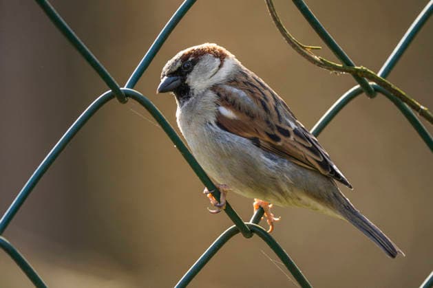 Ein Haussperling (Passer domesticus) an einem Metallzaun in Berlin-Friedrichsfelde.