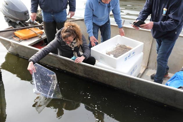 Umweltministerin Hanka Mittelstädt (SPD) beim Einsetzen von Glasaalen in die Havel in Potsdam, 24. März 2026. Brandenburg Glasaale für die Havel