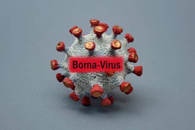 Virusmodell mit Schriftzug Borna-Virus Fotomontage: Virusmodell mit Schriftzug Borna-Virus, 25.03.2026, Borkwalde, Brandenburg, In ein Virusmodell wurde der Schriftzug Borna-Virus montiert.