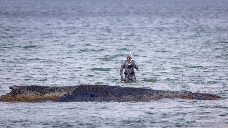 News Bilder des Tages Robert Marc Lehmann bei seinem Wassergang zu dem Wal. Buckelwal strandet vor Niendorfer Hafeneinfahrt (Timmendorfer Strand), 26.03.26 Timmendorfer Strand Schleswig-Holstein Germany Copyright: xAgentur54GradÂ°x xFelixxKoenigx