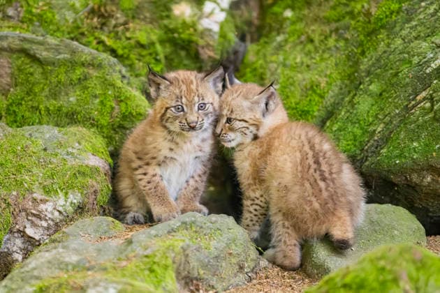 Eurasischer Luchs, Europaeischer Luchs (Lynx lynx), zwei Jungtiere kuscheln auf einem Felsen im Wald, Deutschland, Bayern Eurasian lynx (Lynx lynx), two cubs on a rock, Germany, Bavaria BLWS745380