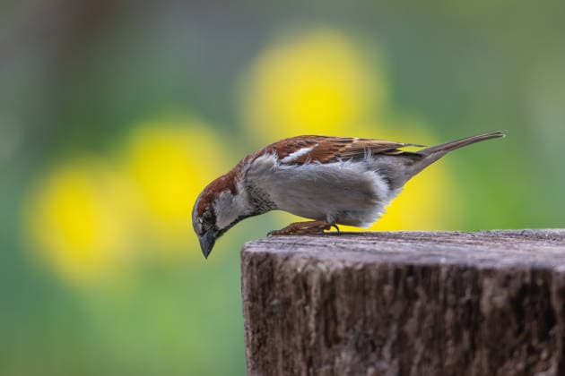 Haussperling-Männchen an der Futterstelle, Garten, Wilnsdorf, Siegerland, Nordrhein-Westfalen, Deutschland, 4.4.2026 Copyright: xDirkxManderbachx