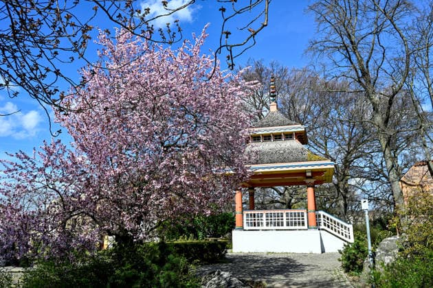 Deutschland, Brandenburg, Cottbus, 04.04.2026: Kirschblüten blühen in der Cottbuser Altstadt vor dem Japanischen Pavillon Kirschblüte in Cottbus