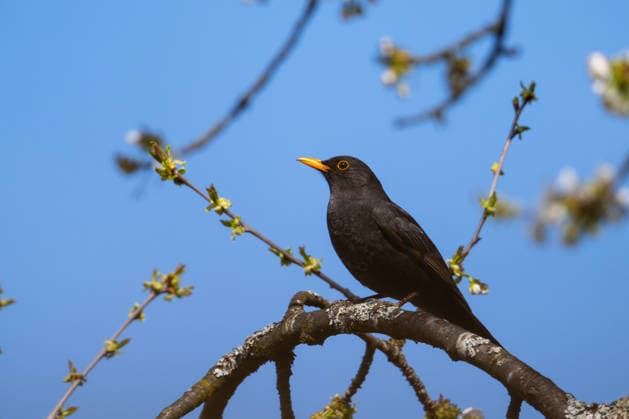 Amsel-Männchen sitzt auf Ast einer Vogelkirsche, Garten, Wilnsdorf, Siegerland, Nordrhein-Westfalen, Deutschland, 9.4.2026 Copyright: xDirkxManderbachx