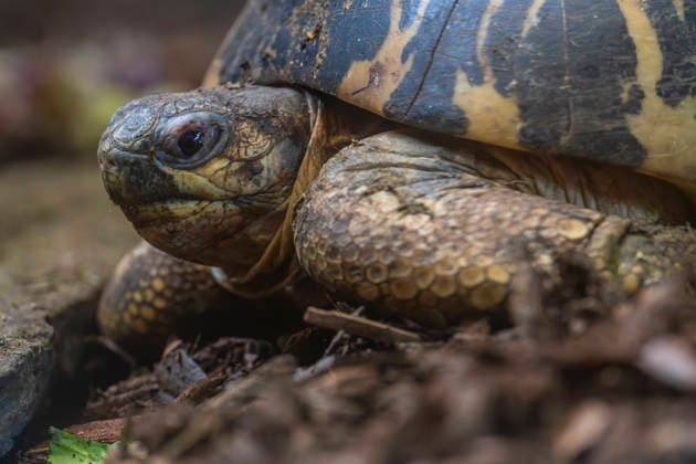 Eine Strahlenschildkröte (Astrochelys radiata) im Tierpark Berlin-Friedrichsfelde in Berlin-Friedrichsfelde.