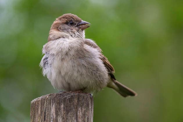 Ein Haussperling (Passer domesicos) in Berlin-Friedrichsfelde.