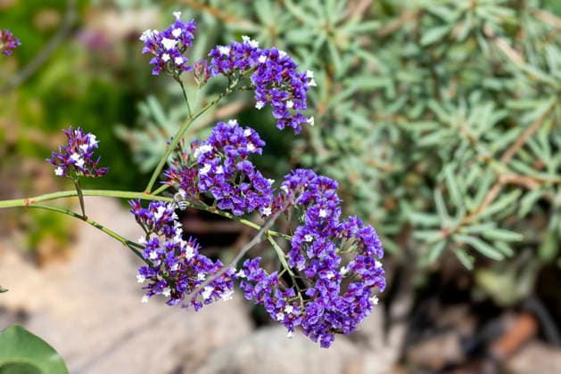 Hoeckeriger Strandflieder (Limonium tuberculatum), Bluetenstand, Kanaren, Gran Canaria, Maspalomas Sea lavender (Limonium tuberculatum), inflorescence, Canary Islands, Gran Canaria, Maspalomas BLWS746176