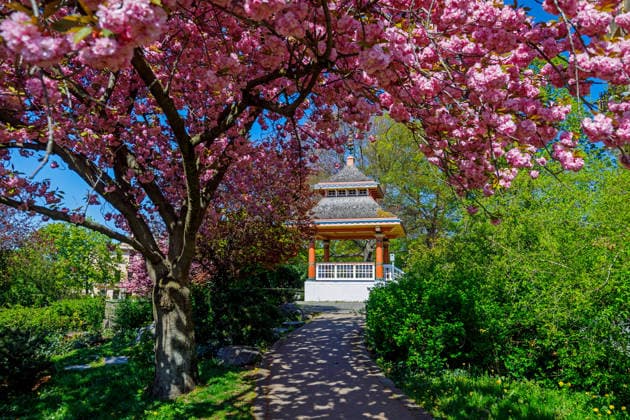 Fruehling in Cottbus DEU Deutschland Brandenburg Cottbus, 22.04.2026, Fruehlingswetter in Cottbus, rosafarbene Kirschbaeume (Zierkirsche) bluehen am japanischen Teehaeuschen in der Cottbuser Innenstadt.