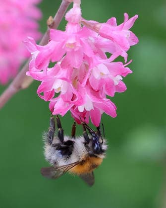 21.04.2026, Insektenwelt im Garten, Muenchen im Bild: Wildbiene auf Bluette