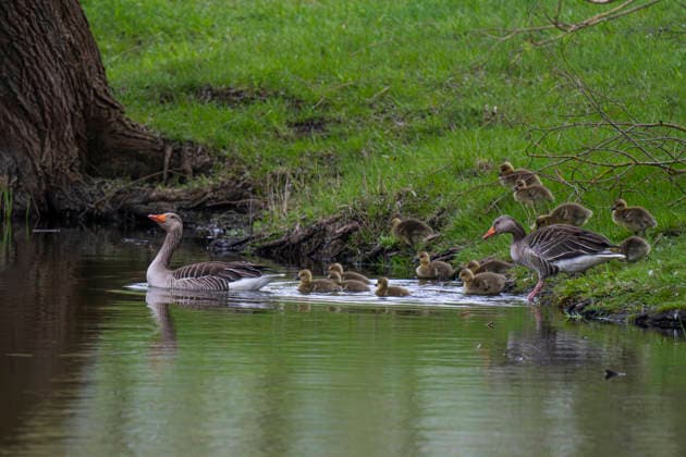 Graugänse (Anser anser) mit Nachwuchs im Mühlensee in Vehlefanz (Landkreis Oberhavel) im Landschaftsschutzgebiet Nauen-Brieselang-Krämer.
