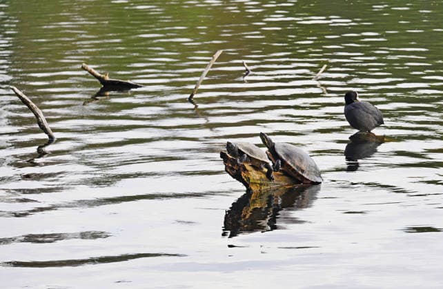 24.04.2026, Berlin - Deutschland. Volkspark Jungfernheide mit Schildkröten im Jungfernheideteich.