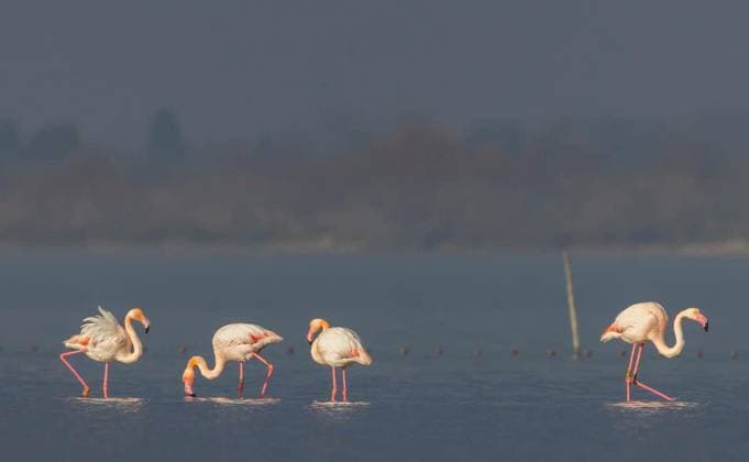Four greater flamingos feeding and resting in a wetland, Saint Laurent d Aigouze, France Copyright: xphbcz_1x Panthermedia101748256.jpg