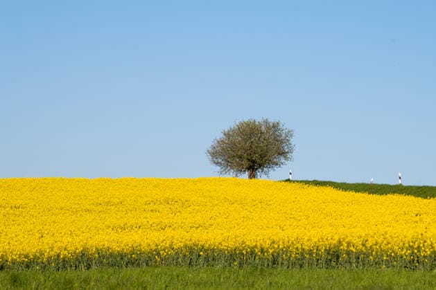 Rapsfeld, blühende Landschaft mit Baum, gelben Blumen, blauem Himmel, Landwirtschaft im Frühling, ländliche Gegend in Germany, kultiviertes Ackerland