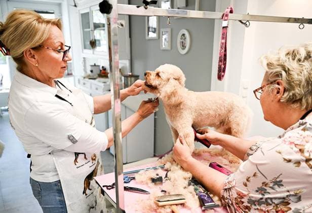 Hundefriseursalon in Oberhausen ** NUR FÜR REDAKTIONELLE ZWECKE ** EDITORIAL USE ONLY **<p> Iris Lattka , Betreiberin des Hundefriseursalons am Holtener Marktplatz in Oberhausen gibt am Mittwoch 29.04.2026 Tipps wie man das Hundehaar pflegt. Mit Im Bild: Pia Bautz (rechts) Deutschland Oberhausen Copyright: GerdxWallhorn