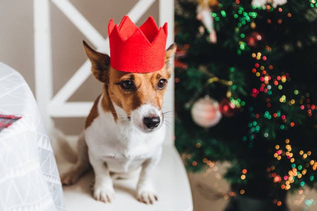 Ein festlich geschmückter Jack-Russell-Terrier mit roter Papierkrone sitzt neben dem Weihnachtsbaum und posiert für die Kamera. Symbol für das neue Jahr. Kleines Haustier posiert vor einem geschmückten Neujahrsbaum. Terrier mit traurigem Gesichtsausdruck Festive jack russell dog in red paper crown sits near Christmas tree, poses at camera. Symbol of New Year. Small pet poses against decorated New Year tree. Terrier with sad expression (License=RF) Copyright: xZoonar.com ViorelxKurnosovx 24961268