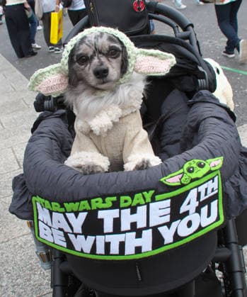 A dog wearing costume during the event Star Wars Day in Yokohama, Kanagawa-Prefecture, Japan on Sunday, May 4, 2026.  TKP2026050411 KEIZOxMORI