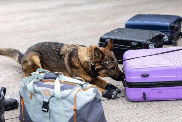 Länderübergreifende Großkontrolle zum Sicherheitstag in Mittelfranken, Heilsbronn, 06.05.2026 Ein Diensthund des Zolls prüft an einer Großkontrollstelle auf der Autobahn A6 in Mittelfranken mehrere Gepäckstücke. Die Kontrolle erfolgt im Rahmen der behördenübergreifenden Schwerlastkontrolle. Heilsbronn Bayern Deutschland
