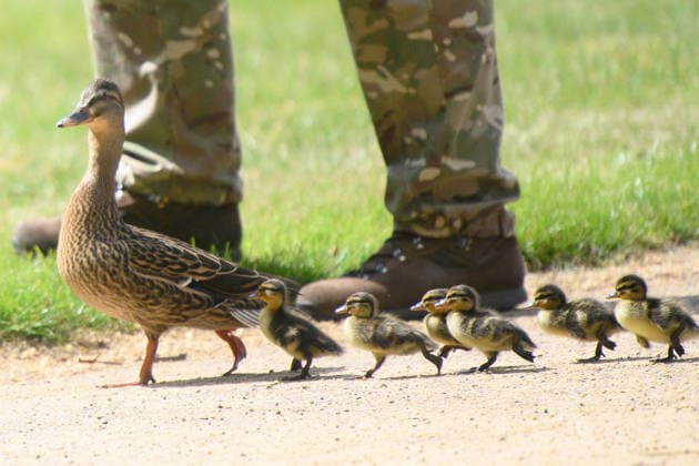 41 Gun Royal Salute for Third Anniversary of King Charles III s Coronation at Hyde Park, London, UK - Wednesday 6 May 2026 A duck and her ducklings are shepherded away from The King s Troop, Royal Horse Artillery before they perform a 41 gun Royal Salute to mark the Third Anniversary of the Coronation of King Charles III on the 6th May - Hyde Park, London, England, UK on Wednesday 6 May, 2026. Credit Justin, Credit:Justin Ng Avalon UK, England, London, Hyde Park Copyright: xJustinxNgx xAvalonx 1096902322