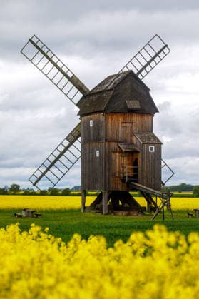 Bockwindmuehle Trebbus DEU Deutschland Brandenburg Trebbus, 06.05.2026, Raps blueht an der Bockwindmuehle Trebbus bei Doberlug-Kirchhain im Landkreis Elbe-Elster.