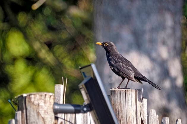 Amsel ( Turdus merula ) oder Schwarzdrossel. Amsel ( Turdus merula ) oder Schwarzdrossel. 20260505MIC0182