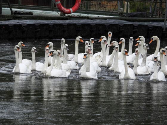 CNTV SCHWAENE - Die Hamburger Alsterschwaene sind wieder auf Hamburgs Gewässern der Alster unterwegs 12.05.2026 Hamburg- Die Tiere wurden erst heute wegen der Vogelgrippe aus dem Winterquartier entlassen Schwanenvater Olaf Nies gemeinsam mit seinem Team die Tiere in die Freiheit. Die Schwäne werden über die gewohnte Route der vergangenen Jahre entlang der Streekbrücke und Krugkoppelbrücke bis auf die Außenalster gefuehrt. Hamburg Deutschland