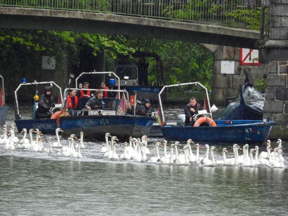 CNTV SCHWAENE - Die Hamburger Alsterschwaene sind wieder auf Hamburgs Gewässern der Alster unterwegs 12.05.2026 Hamburg- Die Tiere wurden erst heute wegen der Vogelgrippe aus dem Winterquartier entlassen Schwanenvater Olaf Nies gemeinsam mit seinem Team die Tiere in die Freiheit. Die Schwäne werden über die gewohnte Route der vergangenen Jahre entlang der Streekbrücke und Krugkoppelbrücke bis auf die Außenalster gefuehrt. Hamburg Deutschland