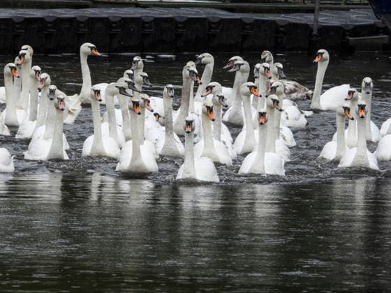 CNTV SCHWAENE - Die Hamburger Alsterschwaene sind wieder auf Hamburgs Gewässern der Alster unterwegs 12.05.2026 Hamburg- Die Tiere wurden erst heute wegen der Vogelgrippe aus dem Winterquartier entlassen Schwanenvater Olaf Nies gemeinsam mit seinem Team die Tiere in die Freiheit. Die Schwäne werden über die gewohnte Route der vergangenen Jahre entlang der Streekbrücke und Krugkoppelbrücke bis auf die Außenalster gefuehrt. Hamburg Deutschland
