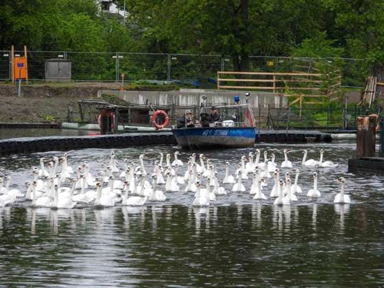 CNTV SCHWAENE - Die Hamburger Alsterschwaene sind wieder auf Hamburgs Gewässern der Alster unterwegs 12.05.2026 Hamburg- Die Tiere wurden erst heute wegen der Vogelgrippe aus dem Winterquartier entlassen Schwanenvater Olaf Nies gemeinsam mit seinem Team die Tiere in die Freiheit. Die Schwäne werden über die gewohnte Route der vergangenen Jahre entlang der Streekbrücke und Krugkoppelbrücke bis auf die Außenalster gefuehrt. Hamburg Deutschland