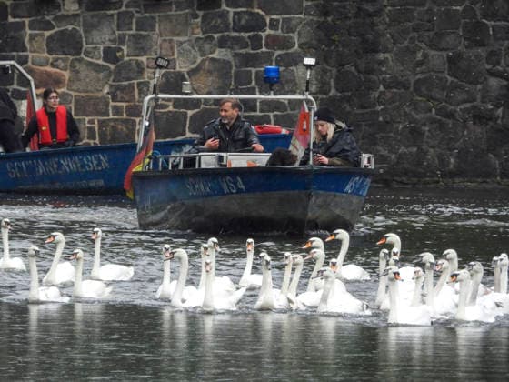CNTV SCHWAENE - Die Hamburger Alsterschwaene sind wieder auf Hamburgs Gewässern der Alster unterwegs 12.05.2026 Hamburg- Die Tiere wurden erst heute wegen der Vogelgrippe aus dem Winterquartier entlassen Schwanenvater Olaf Nies gemeinsam mit seinem Team die Tiere in die Freiheit. Die Schwäne werden über die gewohnte Route der vergangenen Jahre entlang der Streekbrücke und Krugkoppelbrücke bis auf die Außenalster gefuehrt. Hamburg Deutschland