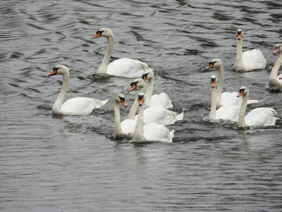 CNTV SCHWAENE - Die Hamburger Alsterschwaene sind wieder auf Hamburgs Gewässern der Alster unterwegs 12.05.2026 Hamburg- Die Tiere wurden erst heute wegen der Vogelgrippe aus dem Winterquartier entlassen Schwanenvater Olaf Nies gemeinsam mit seinem Team die Tiere in die Freiheit. Die Schwäne werden über die gewohnte Route der vergangenen Jahre entlang der Streekbrücke und Krugkoppelbrücke bis auf die Außenalster gefuehrt. Hamburg Deutschland