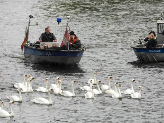 CNTV SCHWAENE - Die Hamburger Alsterschwaene sind wieder auf Hamburgs Gewässern der Alster unterwegs 12.05.2026 Hamburg- Die Tiere wurden erst heute wegen der Vogelgrippe aus dem Winterquartier entlassen Schwanenvater Olaf Nies gemeinsam mit seinem Team die Tiere in die Freiheit. Die Schwäne werden über die gewohnte Route der vergangenen Jahre entlang der Streekbrücke und Krugkoppelbrücke bis auf die Außenalster gefuehrt. Hamburg Deutschland