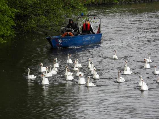 CNTV SCHWAENE - Die Hamburger Alsterschwaene sind wieder auf Hamburgs Gewässern der Alster unterwegs 12.05.2026 Hamburg- Die Tiere wurden erst heute wegen der Vogelgrippe aus dem Winterquartier entlassen Schwanenvater Olaf Nies gemeinsam mit seinem Team die Tiere in die Freiheit. Die Schwäne werden über die gewohnte Route der vergangenen Jahre entlang der Streekbrücke und Krugkoppelbrücke bis auf die Außenalster gefuehrt. Hamburg Deutschland