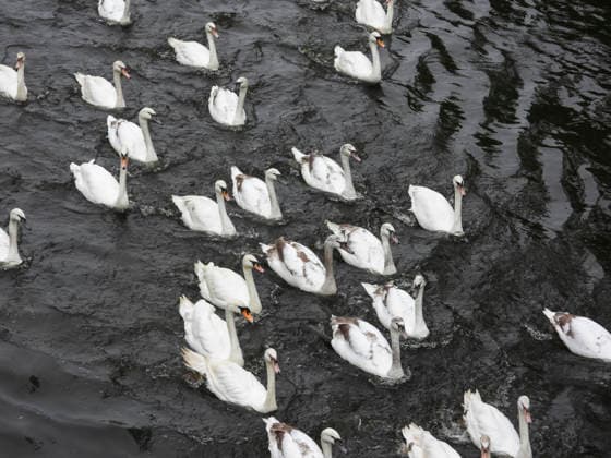 CNTV SCHWAENE - Die Hamburger Alsterschwaene sind wieder auf Hamburgs Gewässern der Alster unterwegs 12.05.2026 Hamburg- Die Tiere wurden erst heute wegen der Vogelgrippe aus dem Winterquartier entlassen Schwanenvater Olaf Nies gemeinsam mit seinem Team die Tiere in die Freiheit. Die Schwäne werden über die gewohnte Route der vergangenen Jahre entlang der Streekbrücke und Krugkoppelbrücke bis auf die Außenalster gefuehrt. Hamburg Deutschland