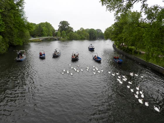 CNTV SCHWAENE - Die Hamburger Alsterschwaene sind wieder auf Hamburgs Gewässern der Alster unterwegs 12.05.2026 Hamburg- Die Tiere wurden erst heute wegen der Vogelgrippe aus dem Winterquartier entlassen Schwanenvater Olaf Nies gemeinsam mit seinem Team die Tiere in die Freiheit. Die Schwäne werden über die gewohnte Route der vergangenen Jahre entlang der Streekbrücke und Krugkoppelbrücke bis auf die Außenalster gefuehrt. Hamburg Deutschland