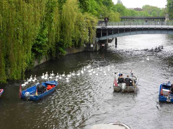CNTV SCHWAENE - Die Hamburger Alsterschwaene sind wieder auf Hamburgs Gewässern der Alster unterwegs 12.05.2026 Hamburg- Die Tiere wurden erst heute wegen der Vogelgrippe aus dem Winterquartier entlassen Schwanenvater Olaf Nies gemeinsam mit seinem Team die Tiere in die Freiheit. Die Schwäne werden über die gewohnte Route der vergangenen Jahre entlang der Streekbrücke und Krugkoppelbrücke bis auf die Außenalster gefuehrt. Hamburg Deutschland