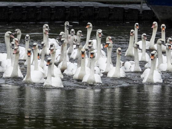 CNTV SCHWAENE - Die Hamburger Alsterschwaene sind wieder auf Hamburgs Gewässern der Alster unterwegs 12.05.2026 Hamburg- Die Tiere wurden erst heute wegen der Vogelgrippe aus dem Winterquartier entlassen Schwanenvater Olaf Nies gemeinsam mit seinem Team die Tiere in die Freiheit. Die Schwäne werden über die gewohnte Route der vergangenen Jahre entlang der Streekbrücke und Krugkoppelbrücke bis auf die Außenalster gefuehrt. Hamburg Deutschland