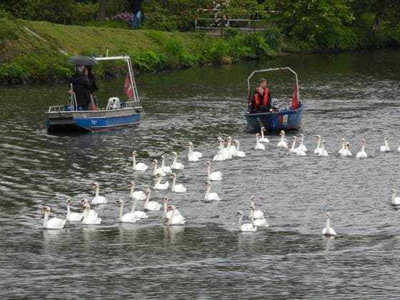 CNTV SCHWAENE - Die Hamburger Alsterschwaene sind wieder auf Hamburgs Gewässern der Alster unterwegs 12.05.2026 Hamburg- Die Tiere wurden erst heute wegen der Vogelgrippe aus dem Winterquartier entlassen Schwanenvater Olaf Nies gemeinsam mit seinem Team die Tiere in die Freiheit. Die Schwäne werden über die gewohnte Route der vergangenen Jahre entlang der Streekbrücke und Krugkoppelbrücke bis auf die Außenalster gefuehrt. Hamburg Deutschland