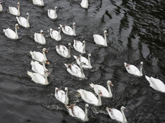 CNTV SCHWAENE - Die Hamburger Alsterschwaene sind wieder auf Hamburgs Gewässern der Alster unterwegs 12.05.2026 Hamburg- Die Tiere wurden erst heute wegen der Vogelgrippe aus dem Winterquartier entlassen Schwanenvater Olaf Nies gemeinsam mit seinem Team die Tiere in die Freiheit. Die Schwäne werden über die gewohnte Route der vergangenen Jahre entlang der Streekbrücke und Krugkoppelbrücke bis auf die Außenalster gefuehrt. Hamburg Deutschland