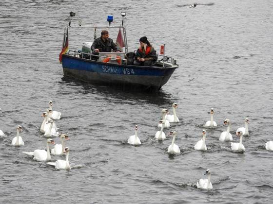 CNTV SCHWAENE - Die Hamburger Alsterschwaene sind wieder auf Hamburgs Gewässern der Alster unterwegs 12.05.2026 Hamburg- Die Tiere wurden erst heute wegen der Vogelgrippe aus dem Winterquartier entlassen Schwanenvater Olaf Nies gemeinsam mit seinem Team die Tiere in die Freiheit. Die Schwäne werden über die gewohnte Route der vergangenen Jahre entlang der Streekbrücke und Krugkoppelbrücke bis auf die Außenalster gefuehrt. Hamburg Deutschland