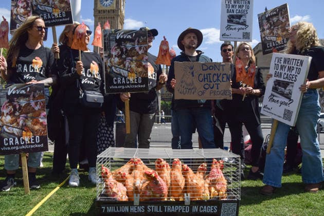May 12, 2026, London, England, United Kingdom: Activists from the vegan and animal rights campaign group Viva hold placards around a cage with plush toy chickens in Parliament Square during a protest calling on the government to ban cages for hens. Over seven million hens spend their lives in cramped cages on factory farms. London United Kingdom  - ZUMAv130 20260512_zip_v130_012 Copyright: xVukxValcicx