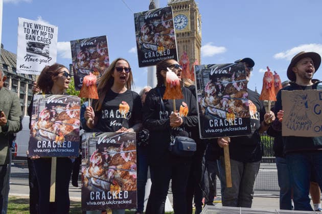 May 12, 2026, London, England, United Kingdom: Activists from the vegan and animal rights campaign group Viva hold placards in Parliament Square during a protest calling on the government to ban cages for hens. Over seven million hens spend their lives in cramped cages on factory farms. London United Kingdom  - ZUMAv130 20260512_zip_v130_015 Copyright: xVukxValcicx