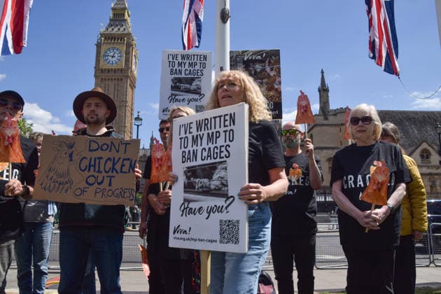 May 12, 2026, London, England, United Kingdom: Activists from the vegan and animal rights campaign group Viva hold placards in Parliament Square during a protest calling on the government to ban cages for hens. Over seven million hens spend their lives in cramped cages on factory farms. London United Kingdom  - ZUMAv130 20260512_zip_v130_016 Copyright: xVukxValcicx