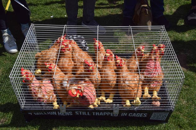 May 12, 2026, London, England, United Kingdom: Activists from the vegan and animal rights campaign group Viva display a cage with plush toy chickens in Parliament Square during a protest calling on the government to ban cages for hens. Over seven million hens spend their lives in cramped cages on factory farms. London United Kingdom  - ZUMAv130 20260512_zip_v130_021 Copyright: xVukxValcicx